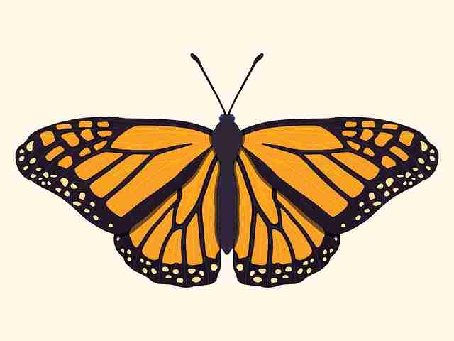 剪辑秘籍！榴莲社区热点追踪独家档案（398 ）